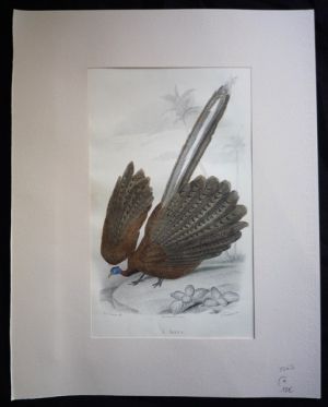 Gravure de Traviès : L'Argus