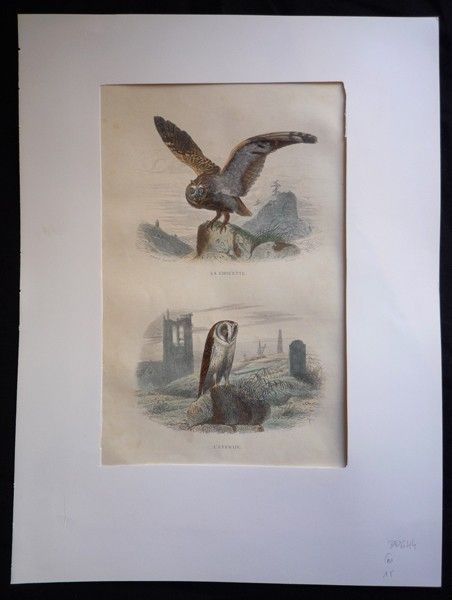 Gravure de Traviès : La Chouette, l'Effraie