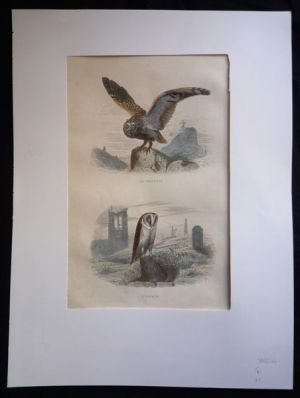 Gravure de Traviès : La Chouette, l'Effraie