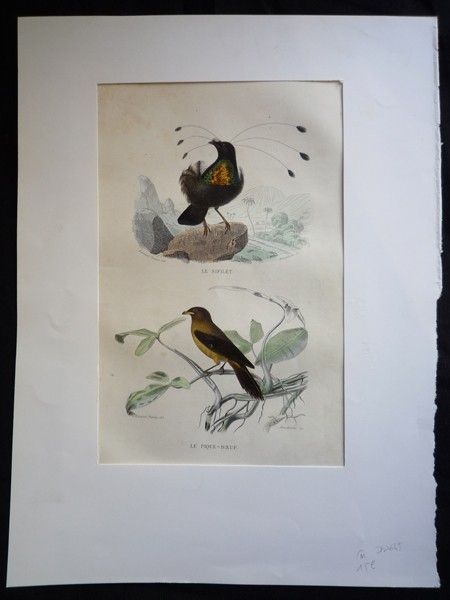 Gravure de Traviès : Sifilet, Pique-boeuf