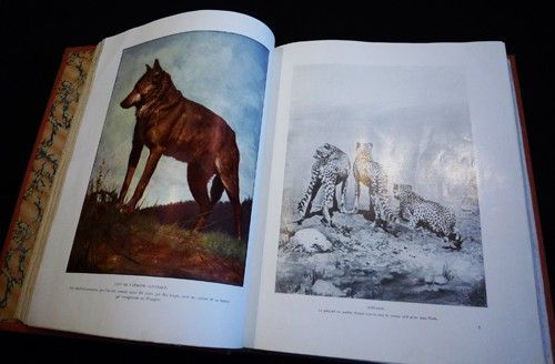 Les Animaux vivants du monde. Histoire naturelle faite sur un plan absolument nouveau (Volumes III et XIII)