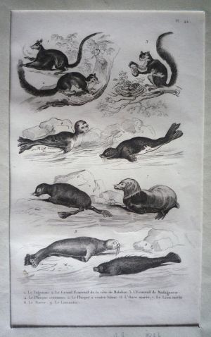 Gravure d'animaux (Buffon) : Tagouan, Grand écureuil de la côte de Malabar, Ecureuil de Madagascar, Phoque commun, Phoque à ventre blanc, Ours mari