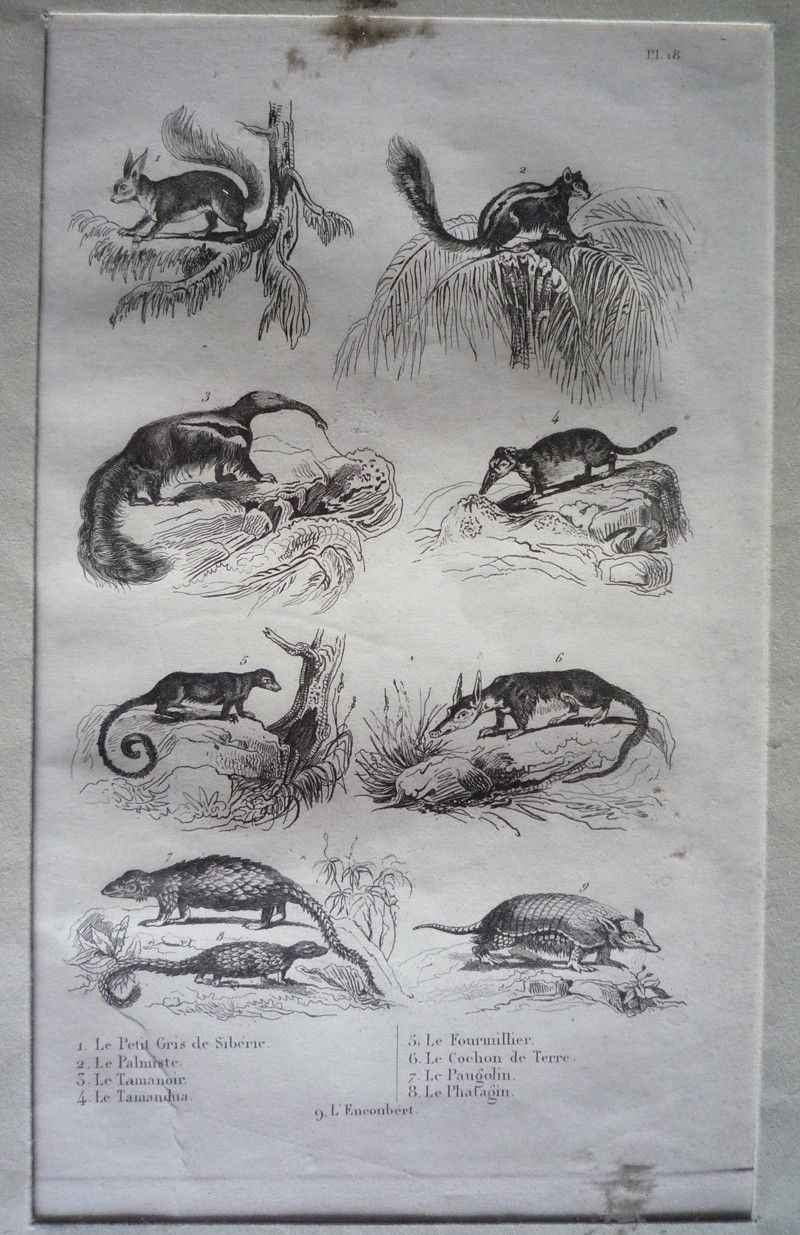 Gravure d'animaux (Buffon) : Petit gris de Sibérie, Palmiste, Tamanoir, Tamandua, Fourmillier, Cochon de terre, Paugolin, Phatagin, Encoubert