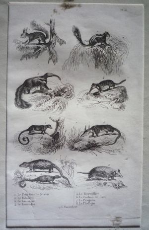Gravure d'animaux (Buffon) : Petit gris de Sibérie, Palmiste, Tamanoir, Tamandua, Fourmillier, Cochon de terre, Paugolin, Phatagin, Encoubert