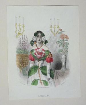 Gravure de Grandville : Camellia (Les Fleurs animées)