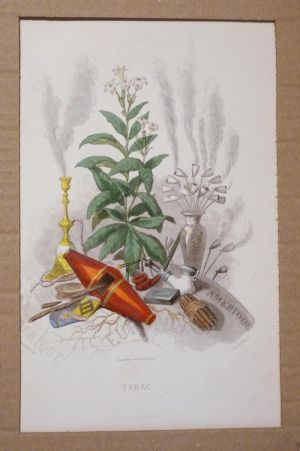 Gravure de Grandville : Tabac (Les Fleurs animées)