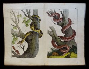 Gravure animalière : serpents (Tab. I)