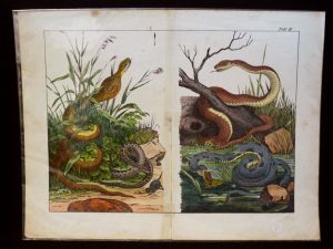 Gravure animalière : serpents (Tabl. II)