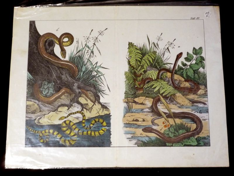 Gravure animalière : serpents (Tabl. III)