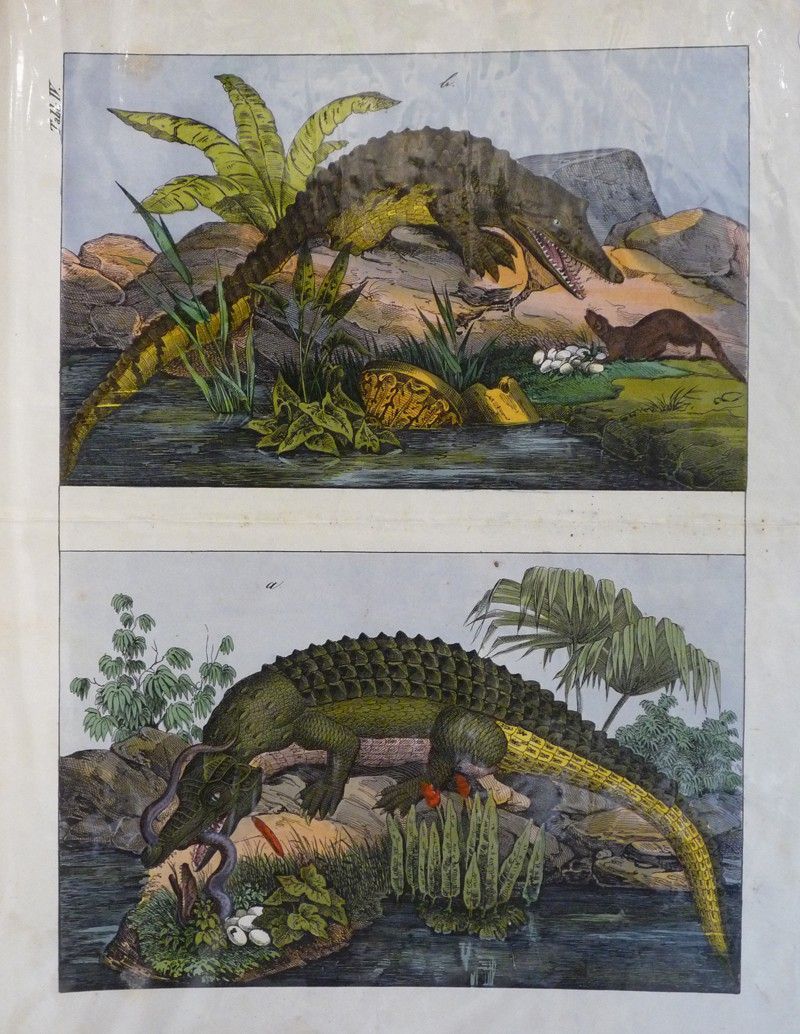Gravure animalière : reptiles (crocodiles) (Tabl. IV)