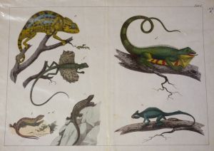 Gravure animalière : reptiles (caméléon, lézards) (Tabl. V)