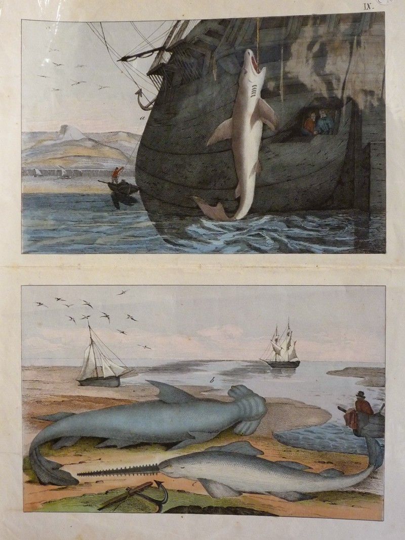 Gravure animalière : requins (Tabl. IX)