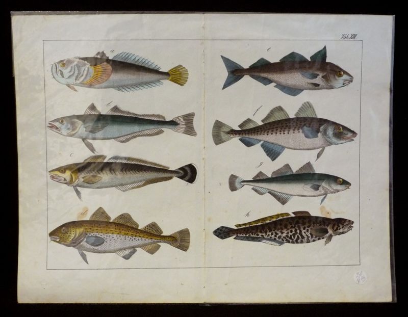 Gravure animalière : poissons (Tab. XIII)