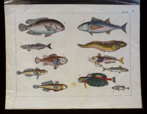 Gravure animalière : poissons (Tab. XIV)