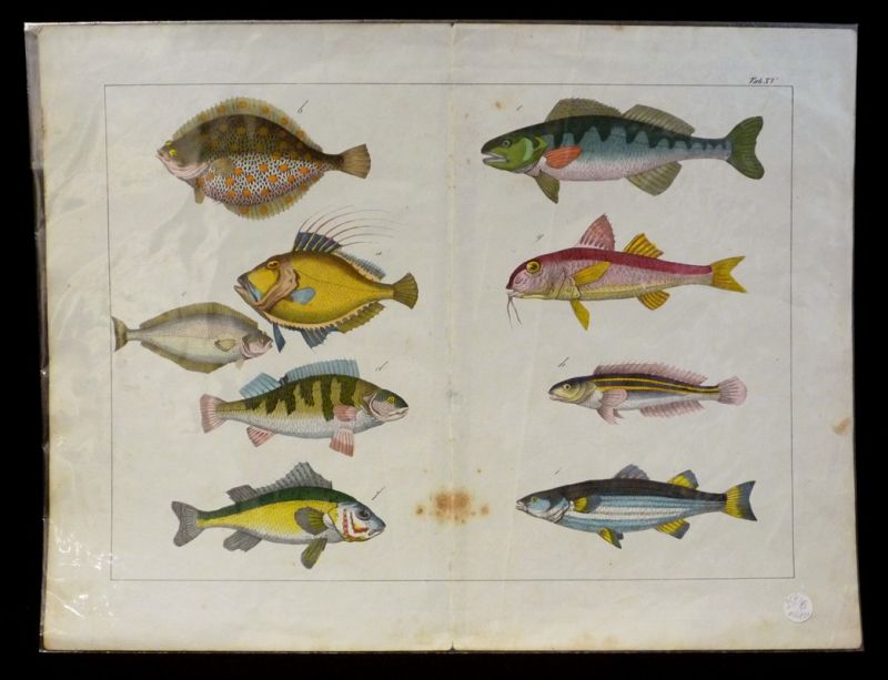 Gravure animalière : poissons (Tab. XV)