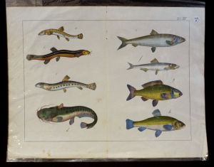 Gravure animalière : poissons (Tab. XVI)