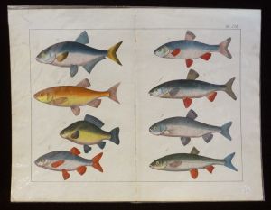 Gravure animalière : poissons (Tab. XVII)