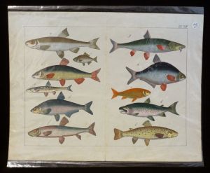 Gravure animalière : poissons (Tab. XVIII)