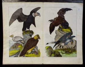Gravure animalière : oiseaux (rapaces) (Tab. I)