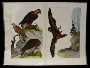 Gravure animalière : oiseaux (rapaces) (Tab. II)