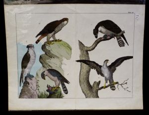 Gravure animalière : oiseaux (rapaces) (Tab. III)