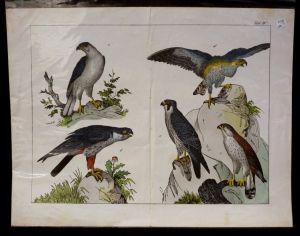 Gravure animalière : oiseaux (rapaces) (Tab. IV)