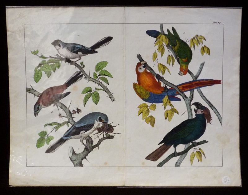 Gravure animalière : oiseaux, perroquets (Tab. VI)