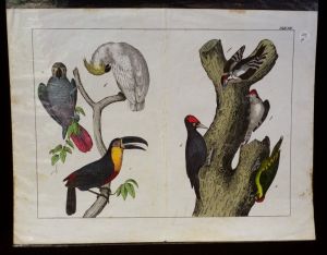 Gravure animalière : oiseaux (Tab. VII)
