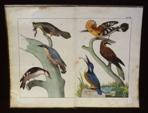 Gravure animalière : oiseaux (Tab. VIII)