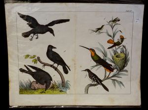 Gravure animalière : oiseaux (Tabl. IX)