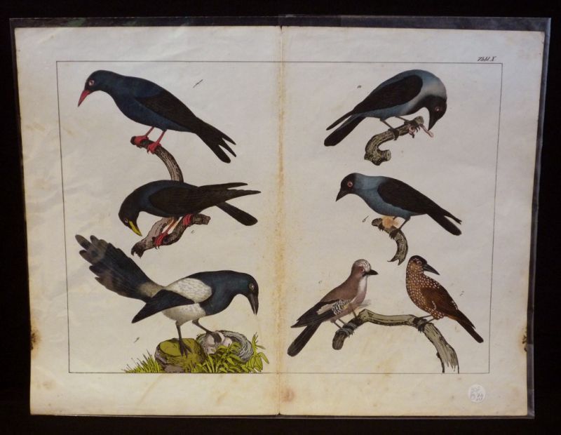 Gravure animalière : oiseaux (Tabl. X)