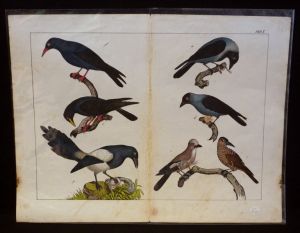 Gravure animalière : oiseaux (Tabl. X)