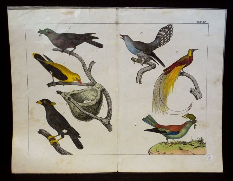 Gravure animalière : oiseaux (Tabl. XI)