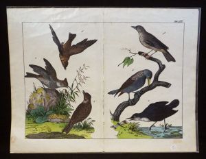 Gravure animalière : oiseaux (Tabl. XII)