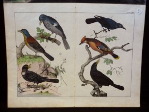 Gravure animalière : oiseaux (Tabl. XIII)