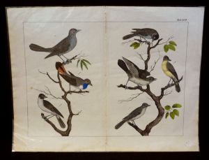Gravure animalière : oiseaux (Tabl. XVII)