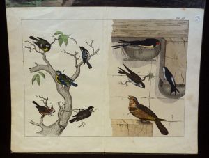Gravure animalière : oiseaux (Tabl. XIX)