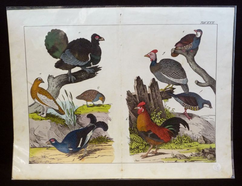 Gravure animalière : oiseaux (Tabl. XXII)