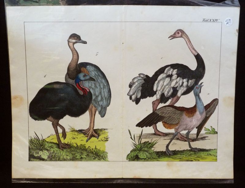 Gravure animalière : oiseaux (Tabl. XXIV)