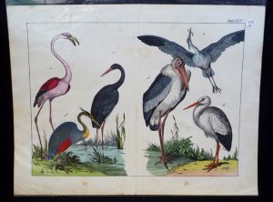 Gravure animalière : oiseaux échassiers (Tabl. XXV)