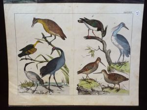 Gravure animalière : oiseaux (Tabl. XXVI)
