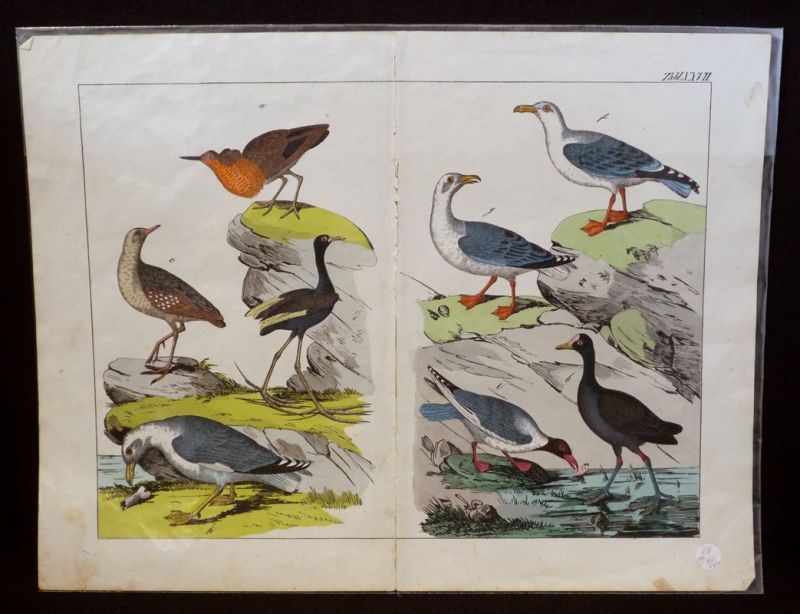 Gravure animalière : oiseaux (Tabl. XXVII)