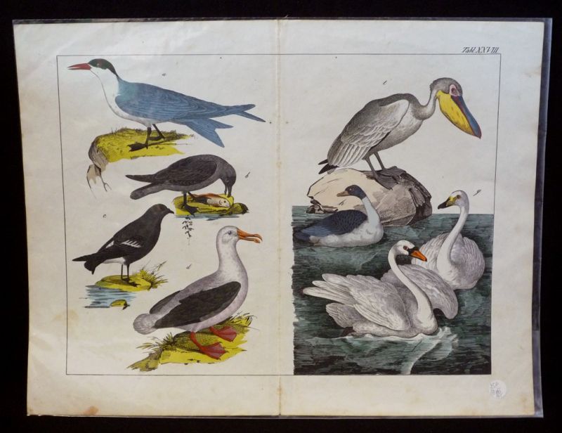 Gravure animalière : oiseaux palmipèdes (Tabl. XXVIII)