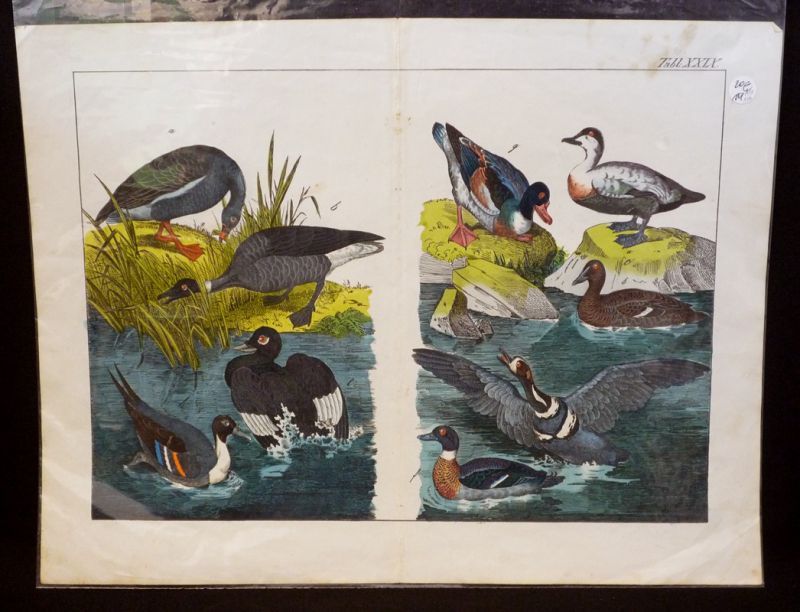 Gravure animalière : oiseaux palmipèdes (Tabl. XXIX)