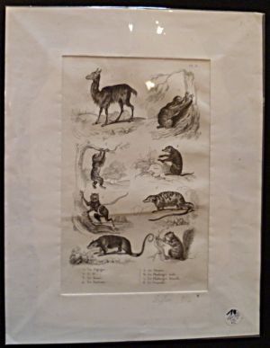 Gravure animalière : mammifères (pl.31),  tirée de l'Histoire naturelle de Buffon