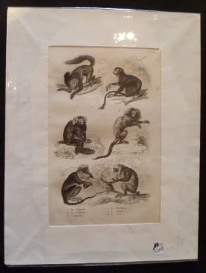 Gravure animalière : singes (pl.42),  tirée de l'Histoire naturelle de Buffon