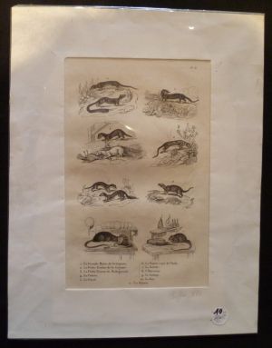 Gravure animalière : petits mammifères (pl.6),  tirée de l'Histoire naturelle de Buffon
