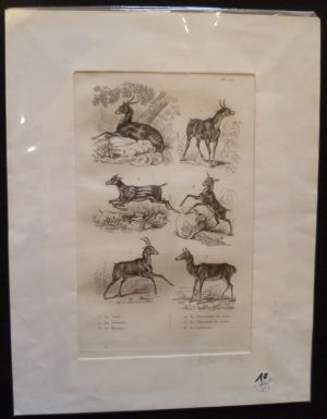 Gravure animalière : herbivores (pl.27), tirée de l'Histoire naturelle de Buffon