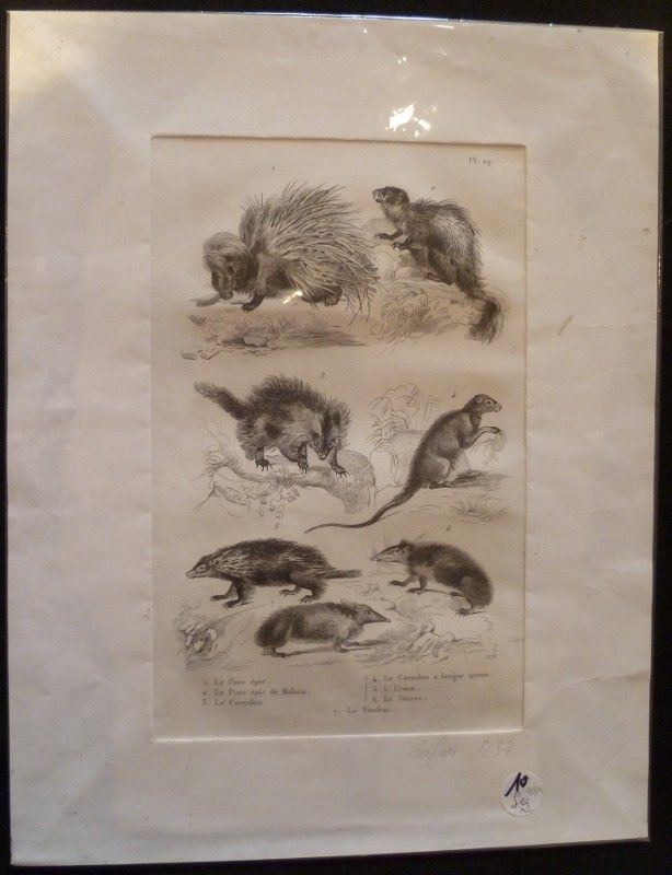 Gravure animalière : petits mammifères (pl.29), tirée de l'Histoire naturelle de Buffon