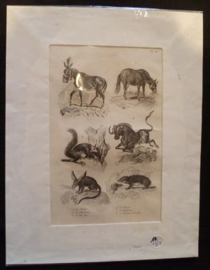Gravure animalière : mammifères (pl.43), tirée de l'Histoire naturelle de Buffon